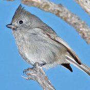 Oak Titmouse